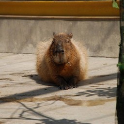 カピバラ