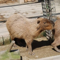 カピバラ