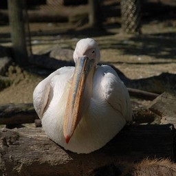 モモイロペリカン