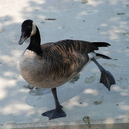 カナダガン