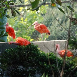 ショウジョウトキ