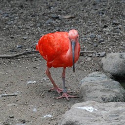 ショウジョウトキ