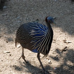 フサホロホロチョウ