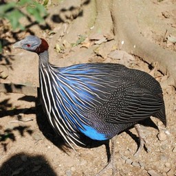 フサホロホロチョウ