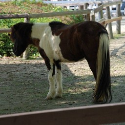 馬