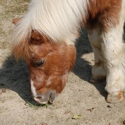 馬