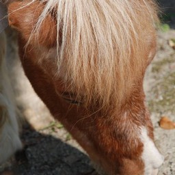 馬