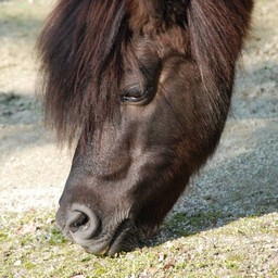 馬