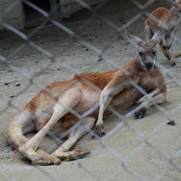カンガルー