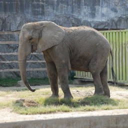 アフリカゾウ