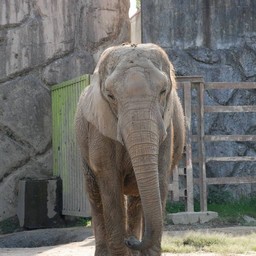 アフリカゾウ
