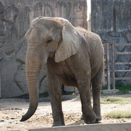 アフリカゾウ