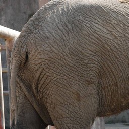 アフリカゾウ