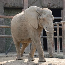 アフリカゾウ
