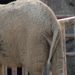 アフリカゾウ