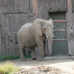 アフリカゾウ