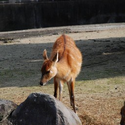 シタツンガ