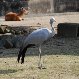 ハゴロモヅル