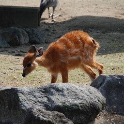 シタツンガ