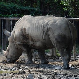 サイ