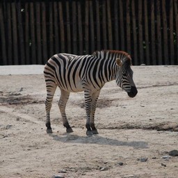 シマウマ