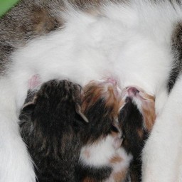 子猫