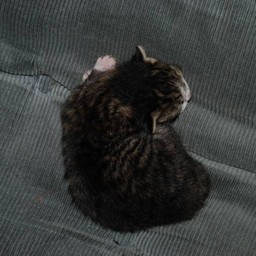 子猫