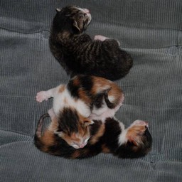 子猫