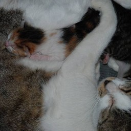 子猫
