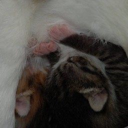 子猫