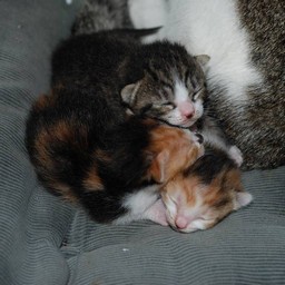 子猫