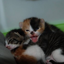 子猫