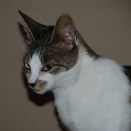 母猫・小太郎