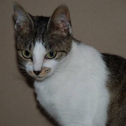 母猫・小太郎
