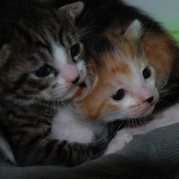 子猫