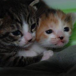 子猫・ミー