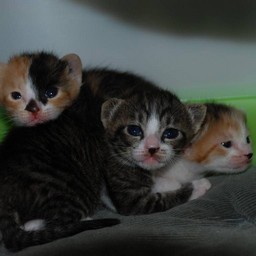子猫