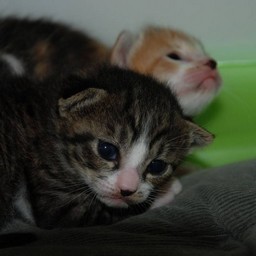 子猫