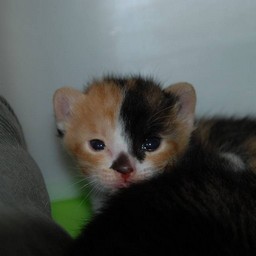 子猫・ラム