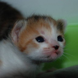 子猫・シー