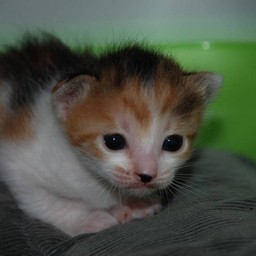 子猫・シー