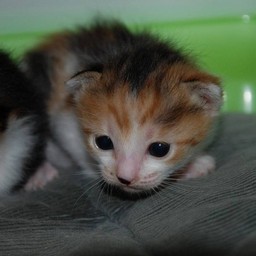 子猫・シー