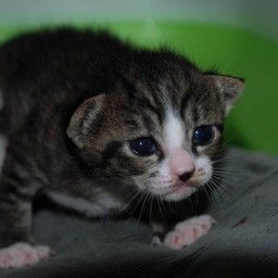 子猫・ミー
