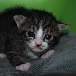 子猫・ミー