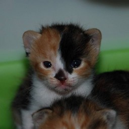 子猫・ラム