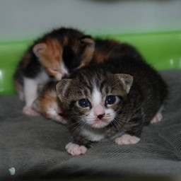 子猫・ミー