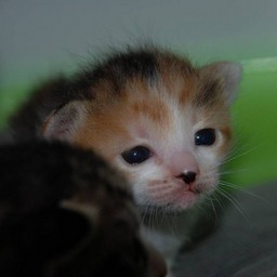 子猫・シー
