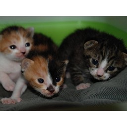 子猫