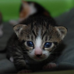 子猫・ミー
