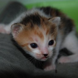 子猫・シー